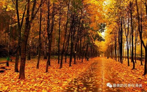 秋天妈妈最新爆料汪先生,汪先生背后的故事