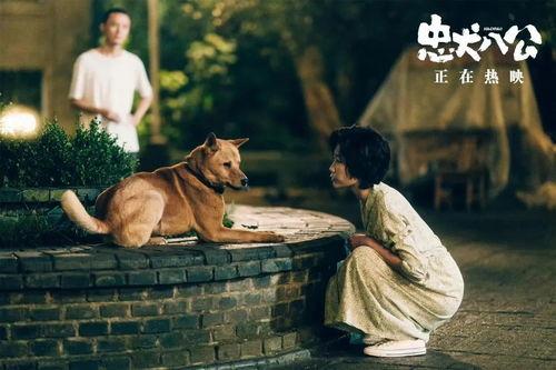 忠犬八公的故事在线观看